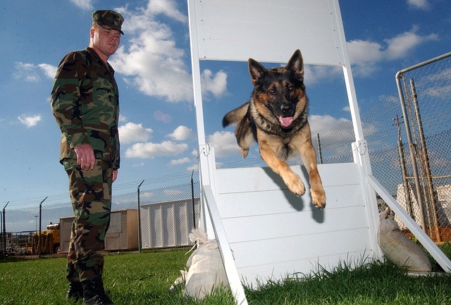 vojenský výcvik psa